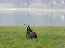 Cerf - Ranthambore - Inde